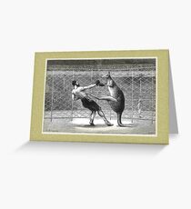 Boxing Kangaroo Greeting Card