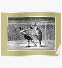 Boxing Kangaroo Poster