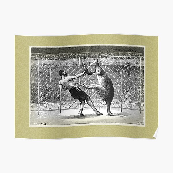 Boxing Kangaroo Poster