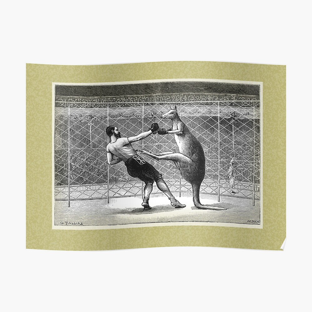 "Boxing Kangaroo" Poster by Beesty Redbubble