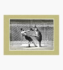 Boxing Kangaroo Photographic Print