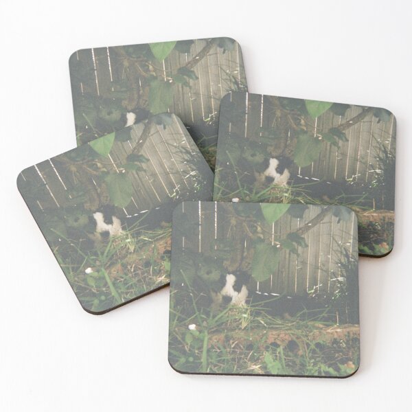 Item preview, Hazel the Border Collie on 35mm film designed and sold by Dominique Tassell.