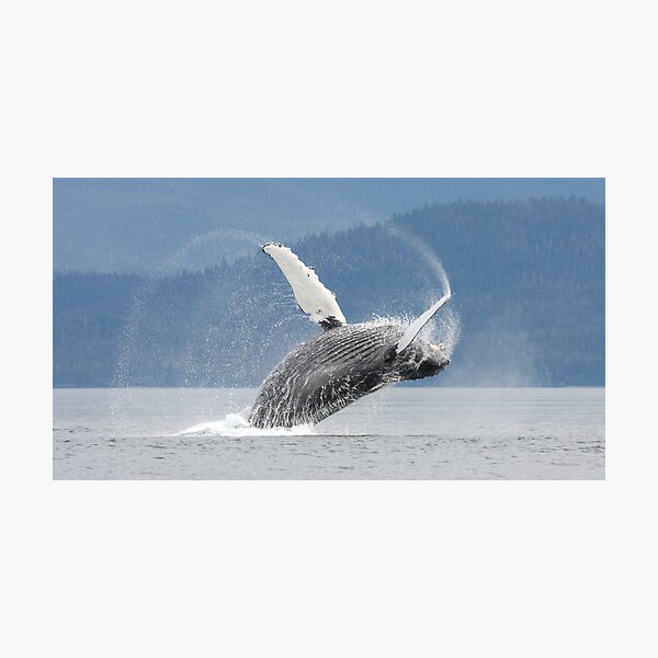 Item preview, Dancing With The Waves #3 designed and sold by Gina Ruttle  (Whalegeek).