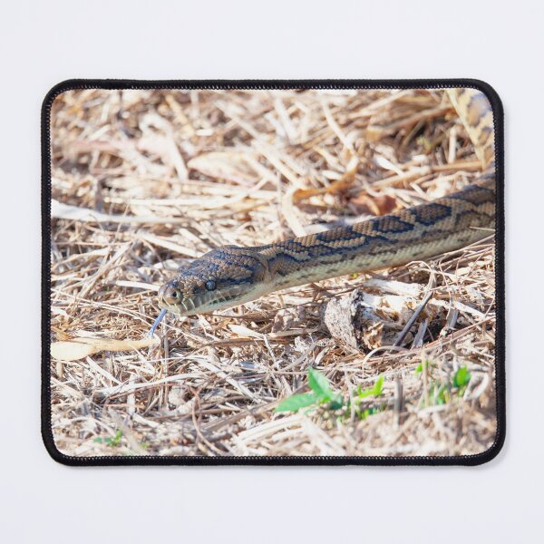 Item preview, Coastal Carpet Python designed and sold by Matt Vickery.