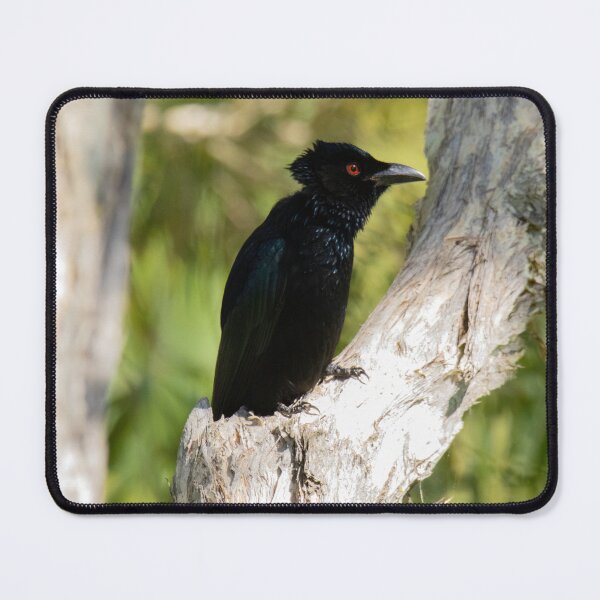 Item preview, Spangled Drongo designed and sold by Matt Vickery.