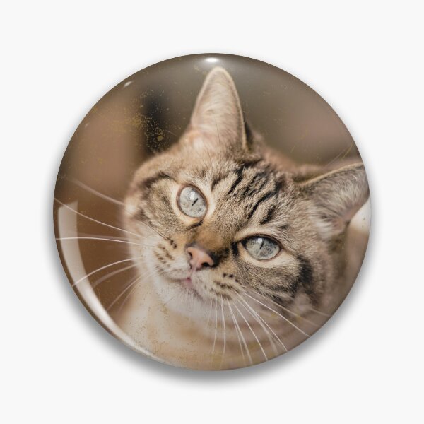 Item preview, Cute cat photo in retro vintage frame designed and sold by Rbnano.