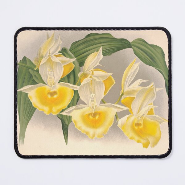Item preview, Sunshine Bloom Vintage Yellow Orchid Botanical Illustration designed and sold by InnerCitadel.