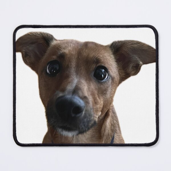 Item preview, Bud the cutest dog ever designed and sold by kristyclarkson.