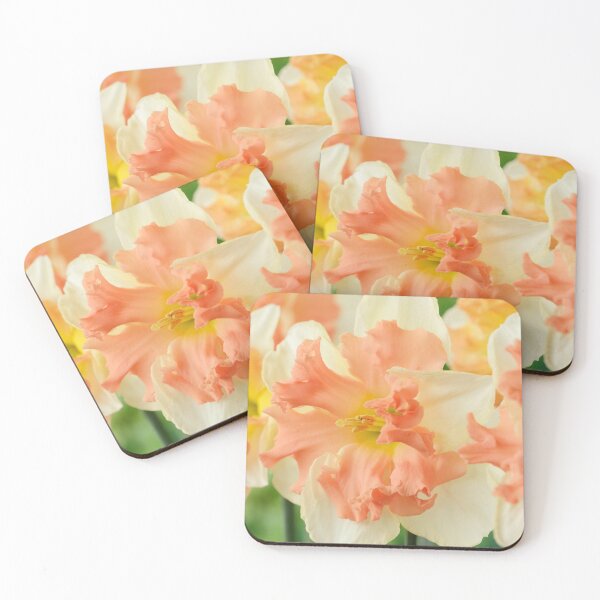 Item preview, Narcissus  'Vanilla Peach'  Daffodil  Division 11a Split-corona   designed and sold by Chris Burrows.