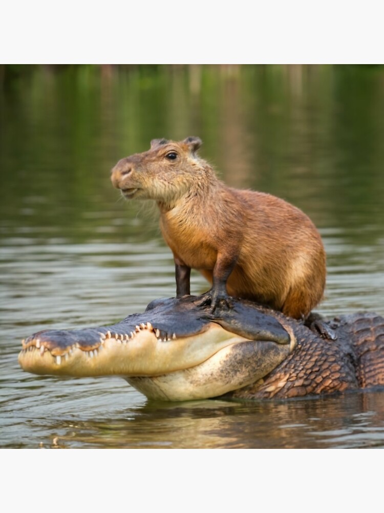 Capybara on alligator Poster