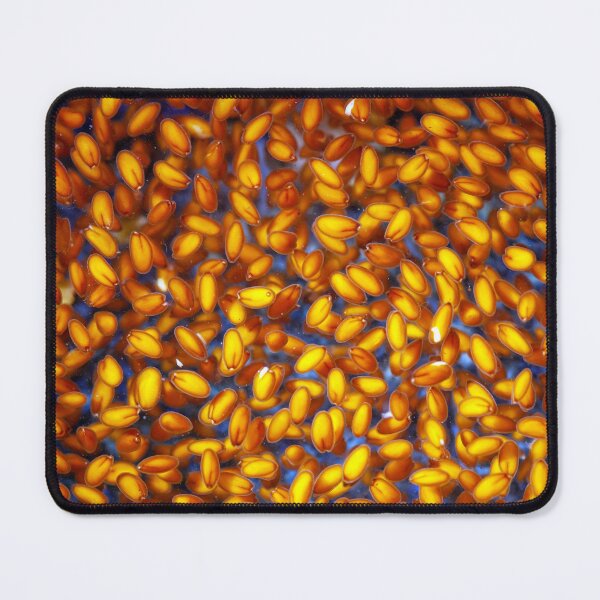 Item preview, Macro photo of garden cress seeds swelling in water designed and sold by Zosimus.