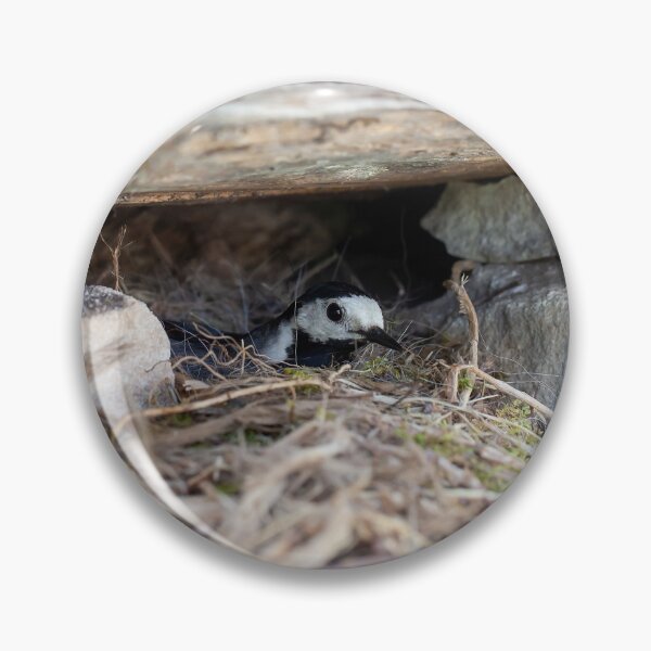 Item preview, White wagtail, Motacilla alba, on the nest designed and sold by Zosimus.