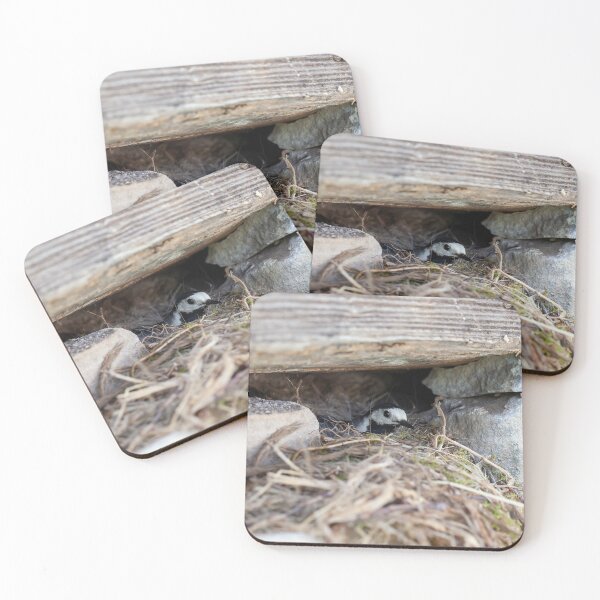 Item preview, White wagtail, Motacilla alba, on the nest designed and sold by Zosimus.