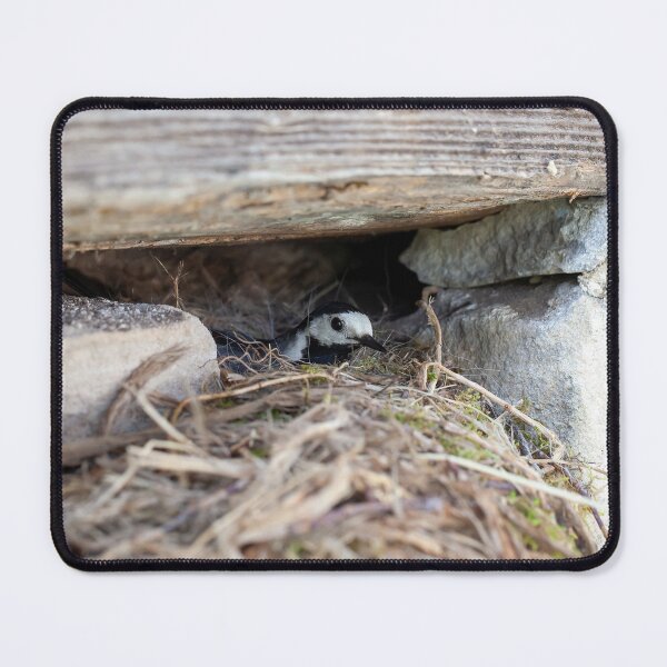 Item preview, White wagtail, Motacilla alba, on the nest designed and sold by Zosimus.