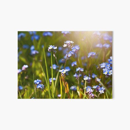 Forget me not Art Board Print