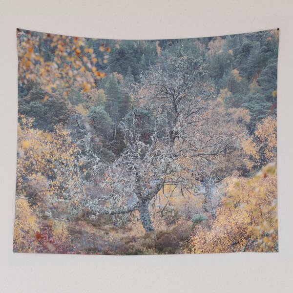Item preview, A Birch designed and sold by ShinyPhoto.