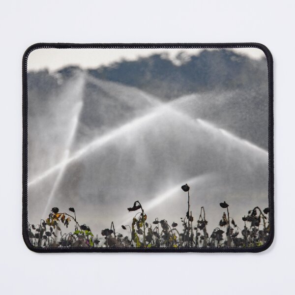 Item preview, Water jets from an irrigation system over a field of dry sunflowers designed and sold by Zosimus.