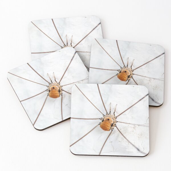 Item preview, A harvestman of the species Leiobunum limbatum on a white wal designed and sold by Zosimus.