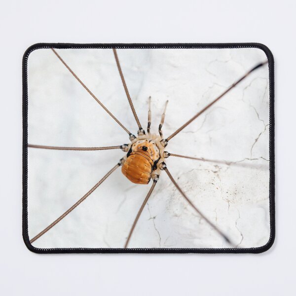 Item preview, A harvestman of the species Leiobunum limbatum on a white wal designed and sold by Zosimus.