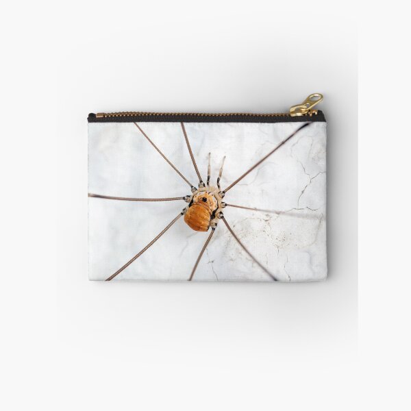 Item preview, A harvestman of the species Leiobunum limbatum on a white wal designed and sold by Zosimus.