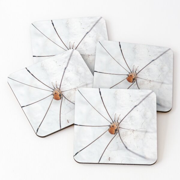 Item preview, A harvestman of the species Leiobunum limbatum on a white wall. designed and sold by Zosimus.
