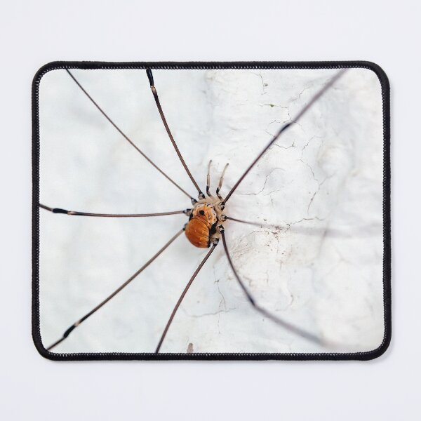Item preview, A harvestman of the species Leiobunum limbatum on a white wall. designed and sold by Zosimus.