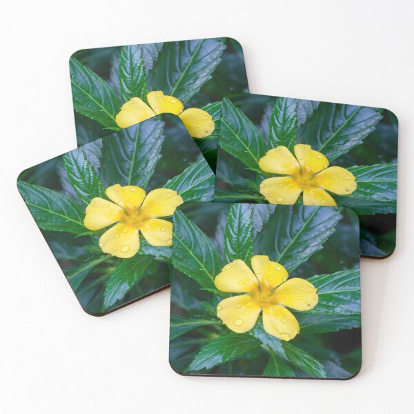 Item preview, Flower of a yellow alder plant, Turnera ulmifolia designed and sold by Zosimus.