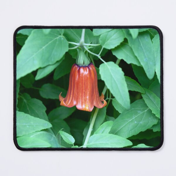 Item preview, Blossom of a Canary Island bellflower, Canarina canariensis designed and sold by Zosimus.