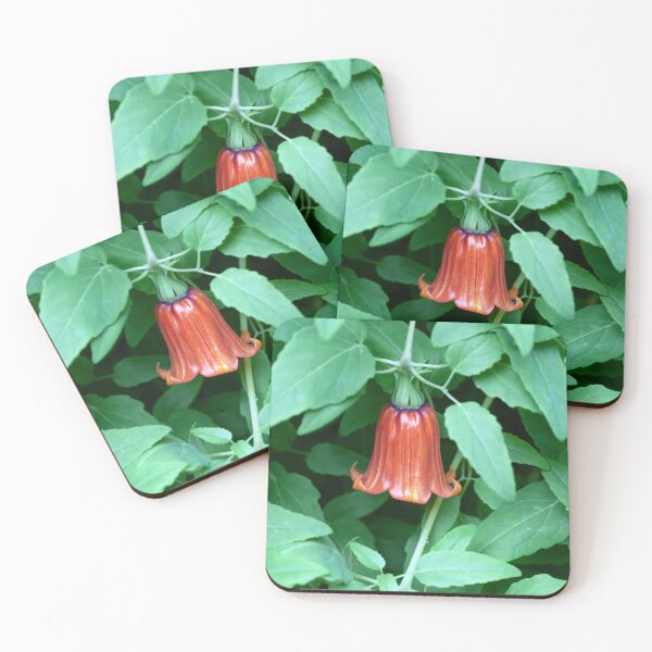 Artikelvorschau, Blüte einer kanarischen Glockenblume, Canarina canariensis entworfen und verkauft von Zosimus.