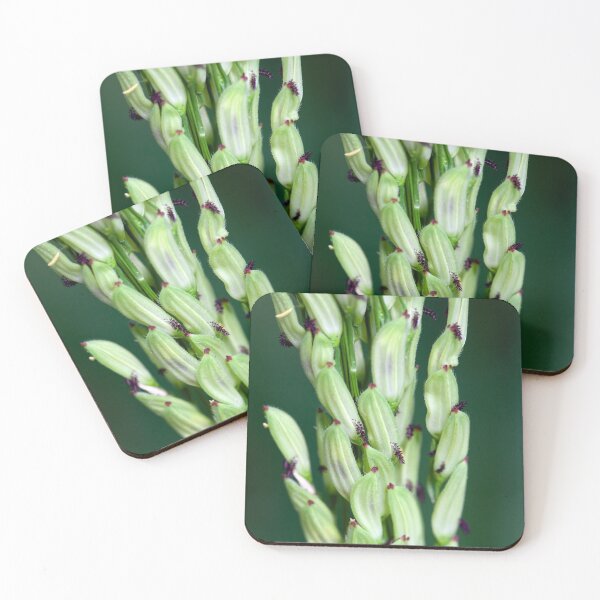 Item preview, Macro photo of the inflorescence of a rice plant, Oryza sativa designed and sold by Zosimus.