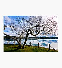 hallowed tree by the sea Photographic Print