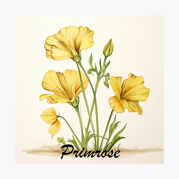 Item preview, Primrose Flowers Inspired By My Mothers Flower Paintings  designed and sold by CDC40.