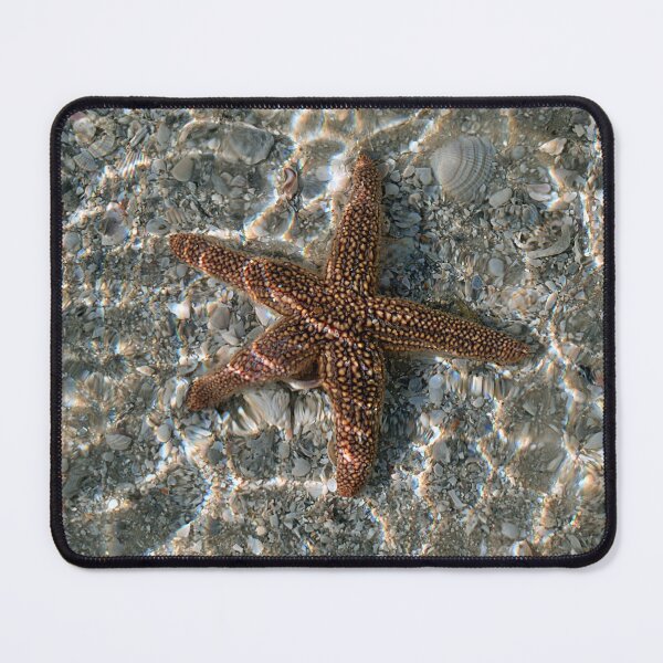 Item preview, Forbes’ Sea Star designed and sold by adventuresswfl.
