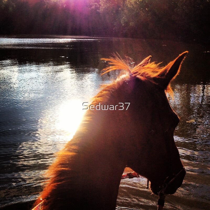 "You Can Lead a Horse to Water" by Sedwar37 Redbubble