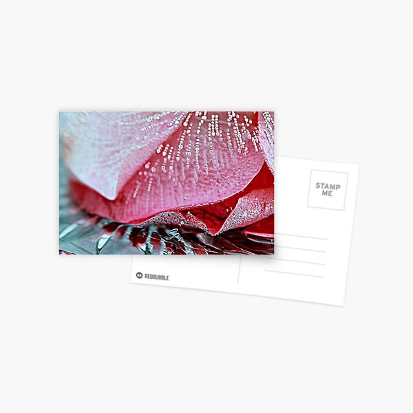 FROZEN (in sunshine) 7 Postcard