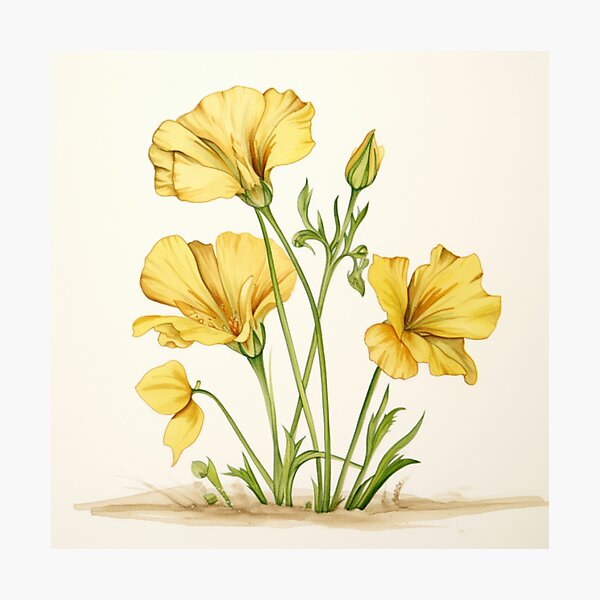 Item preview, Evening Primrose Flowers Inspired By My Mothers Flower Paintings  designed and sold by CDC40.