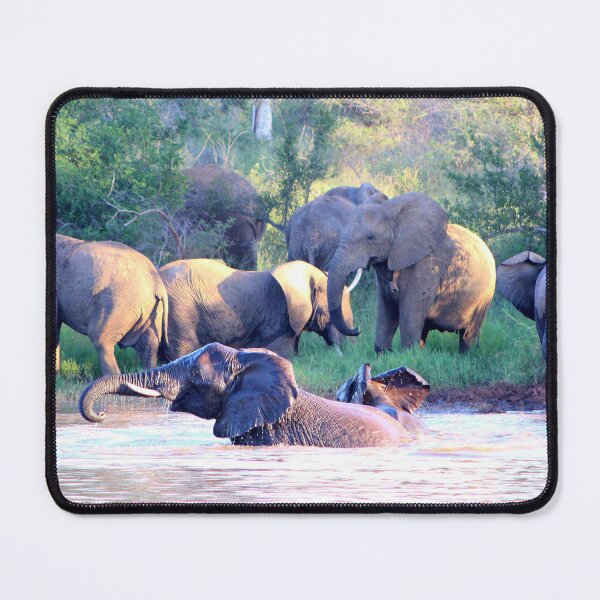 Item preview, African Elephants swimming designed and sold by Harlekyn.
