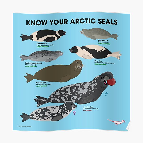 "Know Your Arctic Seals" Poster for Sale by PepomintNarwhal Redbubble