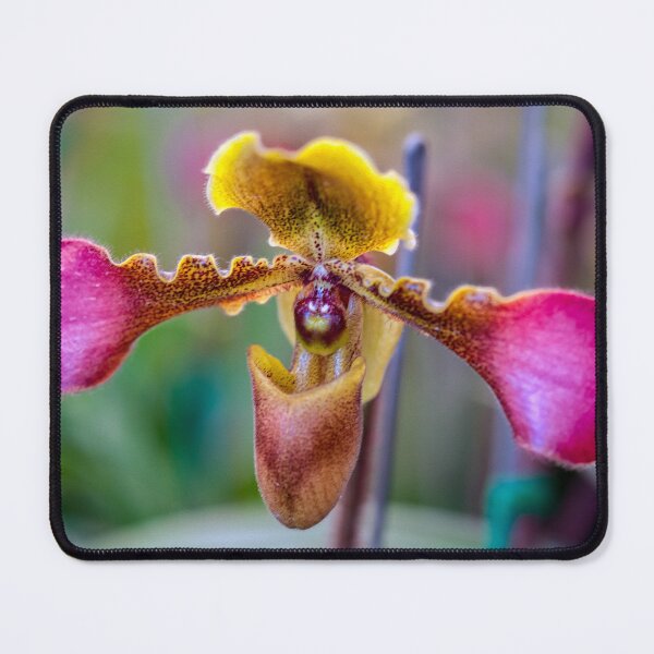 Item preview, Ladys Slipper Orchid Thailand designed and sold by AJEvans.