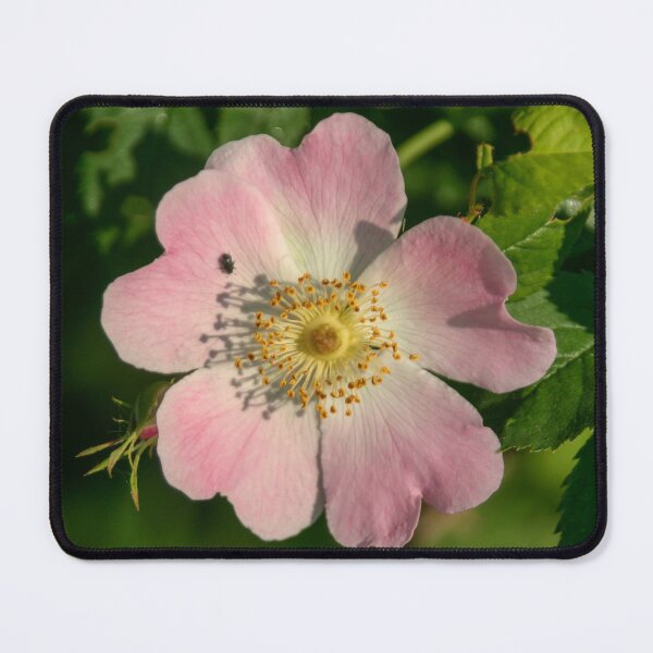 Item preview, Dog Rose designed and sold by Calidris Fotografie Steffi & Ben Köppler.