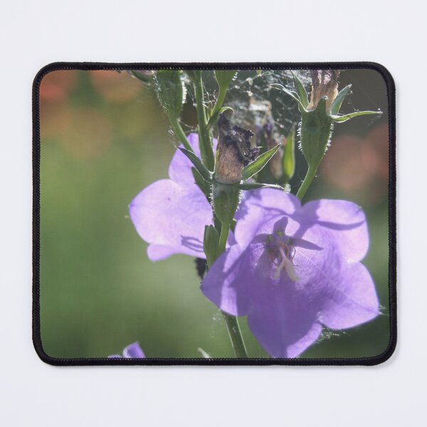Item preview, Peach-leaved Bellflower designed and sold by Calidris Fotografie Steffi & Ben Köppler.