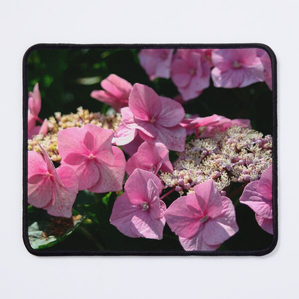 Item preview, Lacecap Hydrangea designed and sold by Calidris Fotografie Steffi & Ben Köppler.