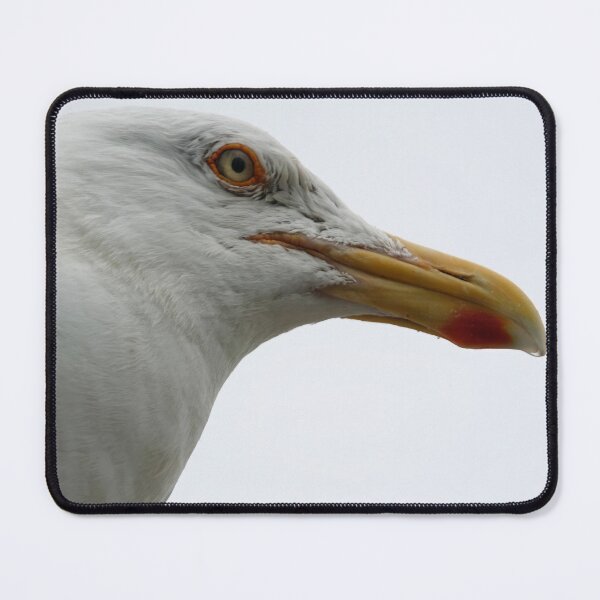Item preview, European herring gull designed and sold by Calidris Fotografie Steffi & Ben Köppler.