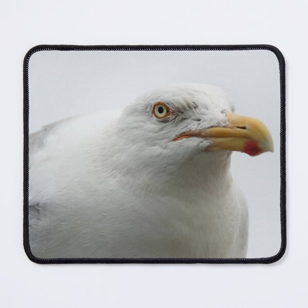 Item preview, European herring gull designed and sold by Calidris Fotografie Steffi & Ben Köppler.