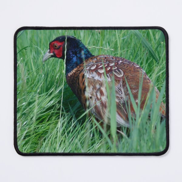 Item preview, Common pheasant designed and sold by Calidris Fotografie Steffi & Ben Köppler.