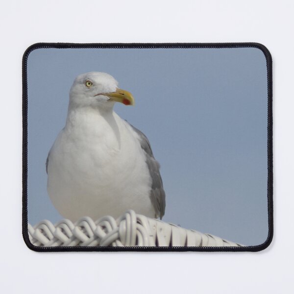 Item preview, European herring gull designed and sold by Calidris Fotografie Steffi & Ben Köppler.