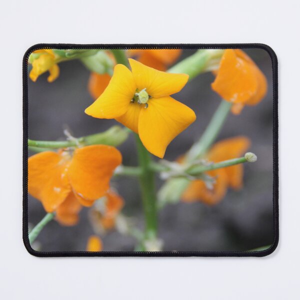 Item preview, Wallflower designed and sold by Calidris Fotografie Steffi & Ben Köppler.