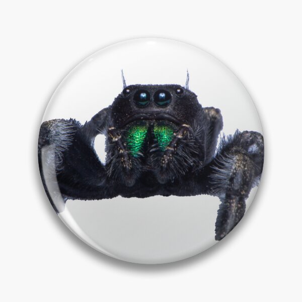 Item preview, Bold Jumping Spider designed and sold by Inverts-n-More.
