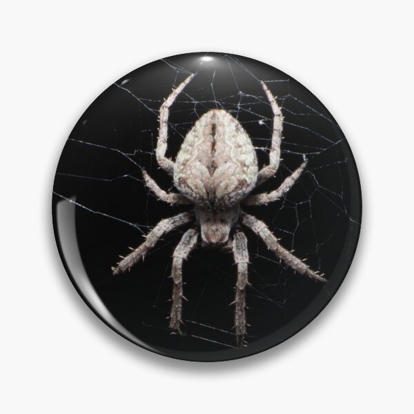 Item preview, Eustala anastera designed and sold by Inverts-n-More.