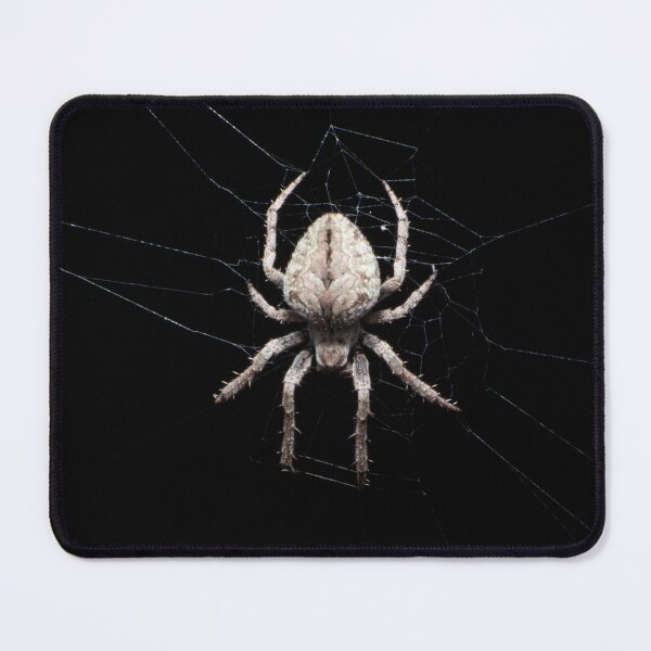 Item preview, Eustala anastera designed and sold by Inverts-n-More.